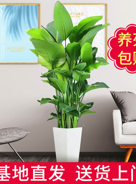天堂鸟盆栽客厅室内好养大型花卉绿植办公室轻奢绿色植物鹤望兰红