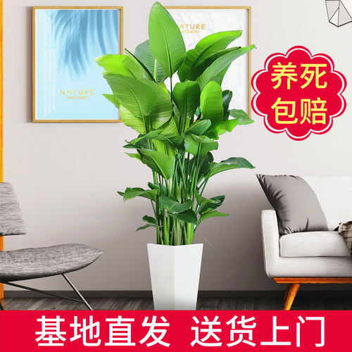 天堂鸟德邦送货上门养死包赔