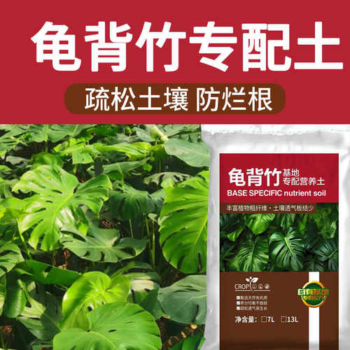 透气家用泥炭种植进口龟背竹