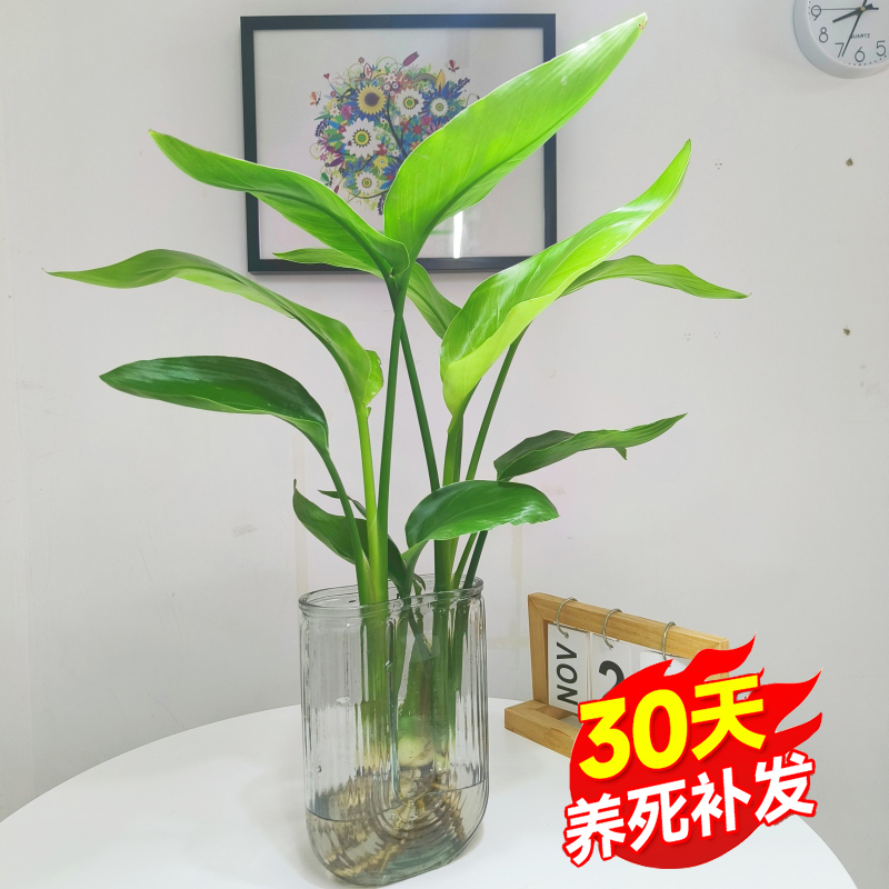 天堂鸟绿植盆栽家用好养大型水培大叶植物四季花卉办公室内吸甲醛-封面