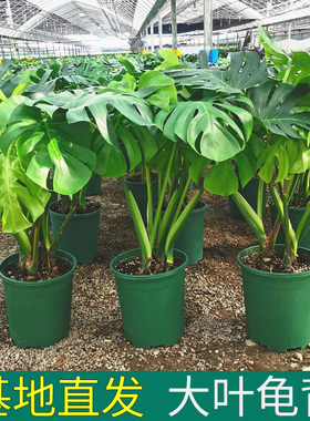 龟背竹观叶植物室内客厅办公室大盆栽绿植盆景净化空气老桩