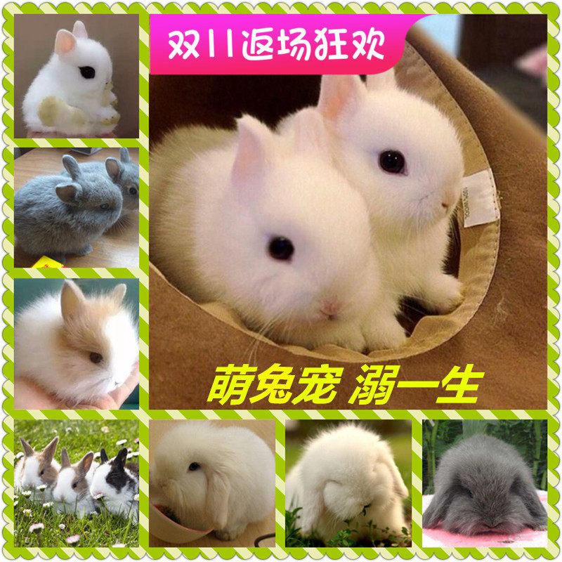 侏儒兔活体小型迷你海棠凤眼西施茶杯兔长不大垂耳兔宠物兔子活物在类目 宠物/宠物食品及用品, 兔类及其用品, 兔中 - 来自Buy2taobao.com提供专业的淘宝代购服务