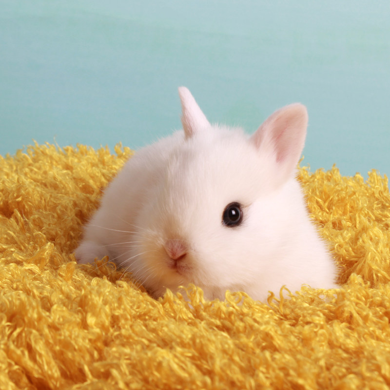 宠物兔子活体侏儒兔垂耳兔盖脸猫猫兔迷你兔长不大海棠凤眼兔活物