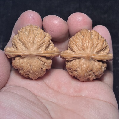 野狼狮子头38尺全品肉球纹路清晰水晶蜡皮易上手粉红色