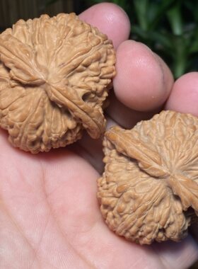 R3闷尖白狮子狮子头全品44尺红皮山地果一物一图卡姿兰一字底