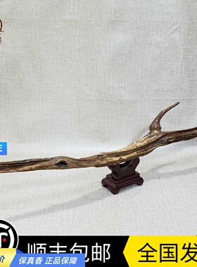 海南降真香大叶爆老 黄药膜黄金甲土埋原料摆件 收藏级重205g