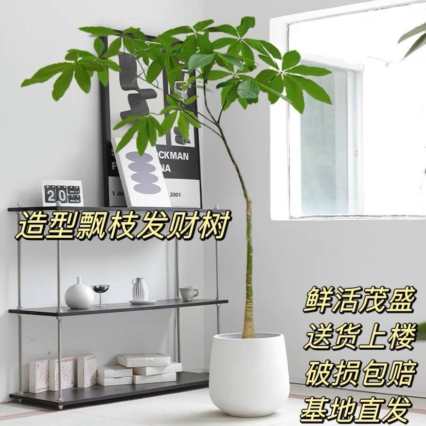 原生客厅大盆栽绿植室内大型植物老桩招财树办公室乔迁好养