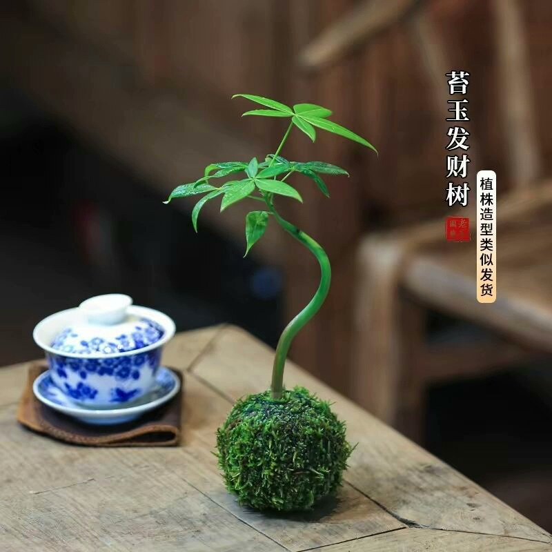 原生发财树八方来财大型开业乔迁客厅绿植物办公室送礼高级感盆栽