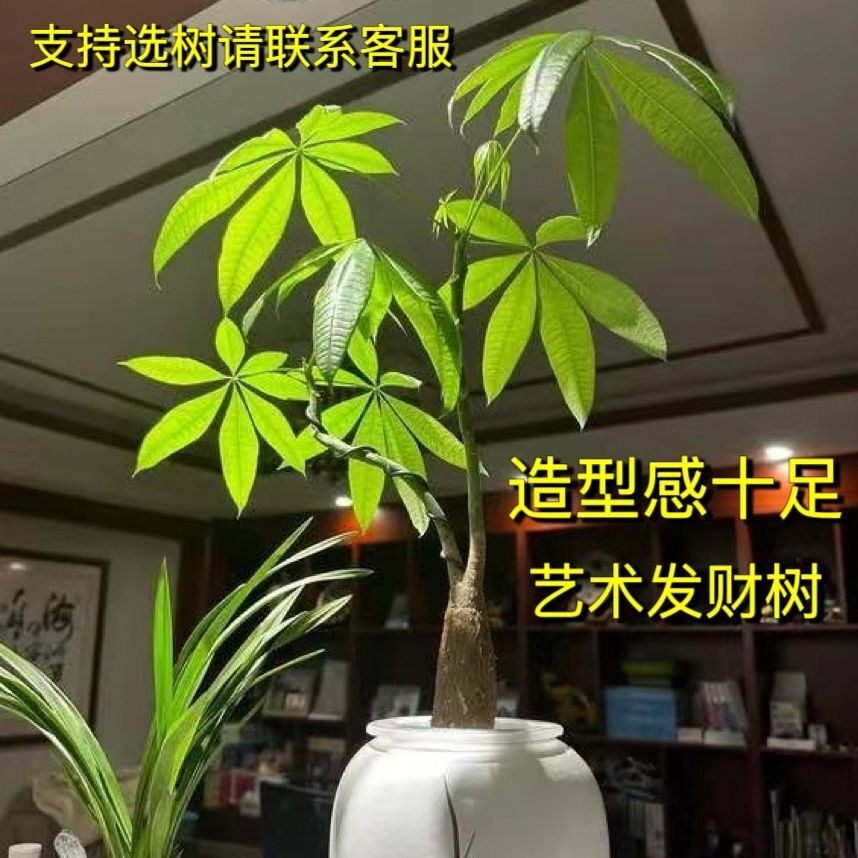 发财树种子原生苗小盆栽招财树室内办公室客厅观叶四季常青