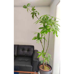 发财树开业乔迁送礼盆栽客厅办公室招财旺宅绿植好养易活盆景