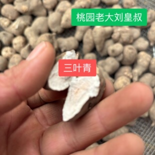 三叶青浙江货道地优质干品无添加