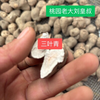 三叶青浙江货道地优质干品无添加