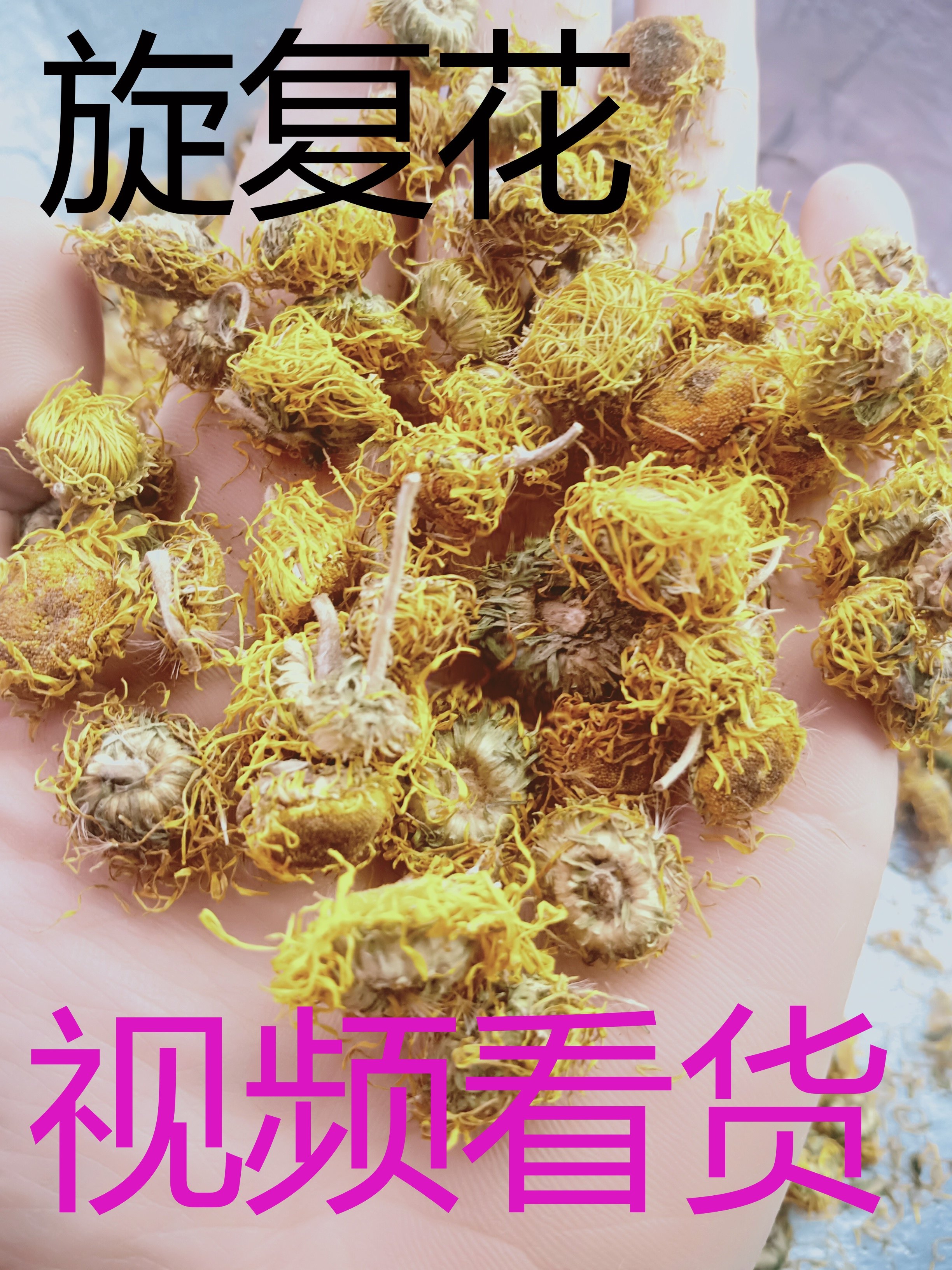 旋复花 新旋覆花中药材500克正品显脉旋复花 金钱菊无硫新货优质