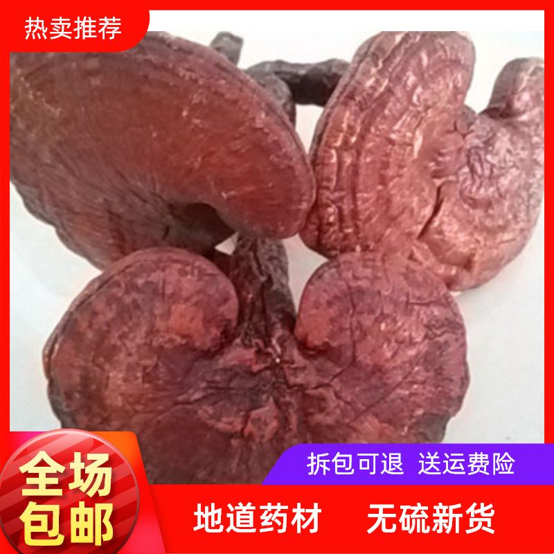 中药材紫灵芝紫灵芝泡酒中药材