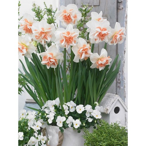 Double petaled narcissus flowers, bulbs, water fed potted p