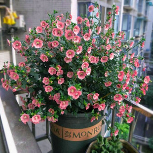 Small Hibiscus Potted Four Seasons Flowering Candy Material