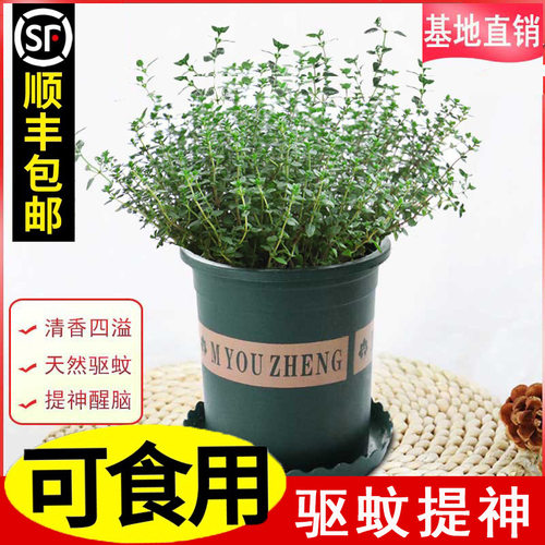 百里香盆栽新鲜食用牛排用迷迭香大盆薄荷带土香草植物可食用大株