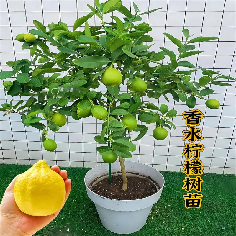 Perfume lemon tree potted plants with fruits Edible old stu