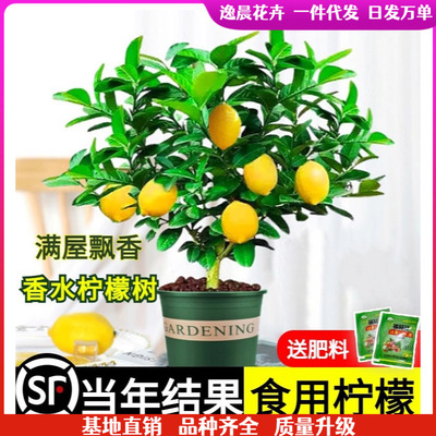 Perfume, lemon seedlings, fruit potted, edible, fragrant, m