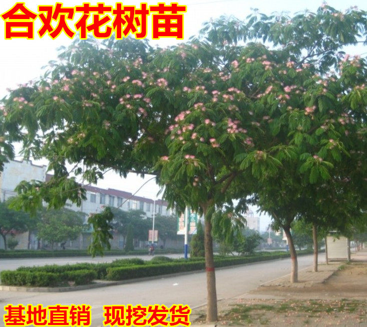 合欢树苗 庭院花卉植物芙蓉树 绒花树苗合欢苗合欢小苗遮阴树木