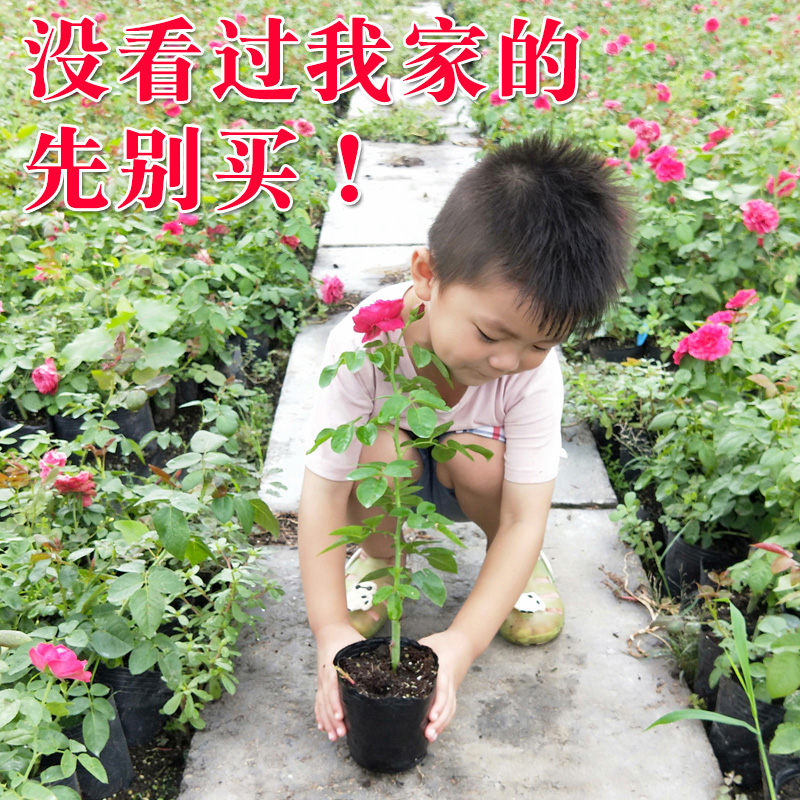 欧月藤本月季花苗大花浓香花卉盆栽四季蔷薇花苗爬藤植物玫瑰庭院
