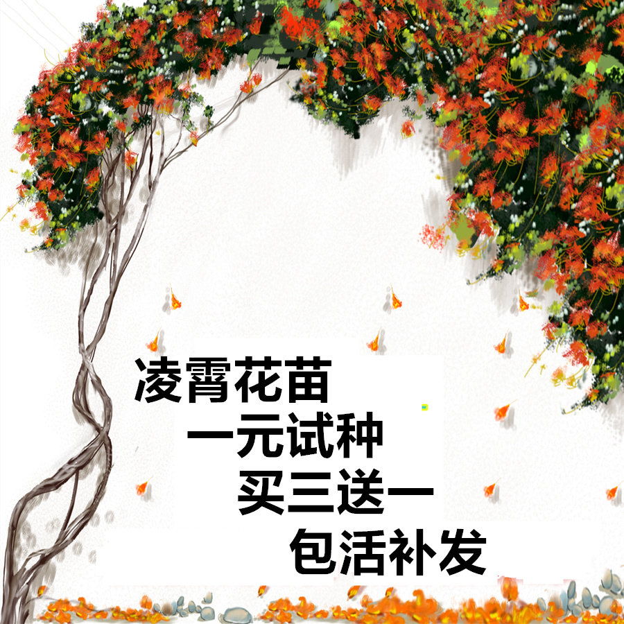 美国凌霄花苗爬藤植物俄罗斯花藤四季耐寒老桩花园攀援喇叭花试种