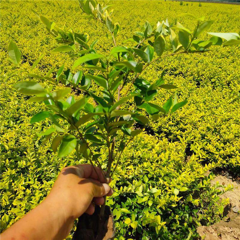 金叶女贞苗金森女贞小叶女贞小苗庭院耐寒观叶常绿灌木绿篱造型球