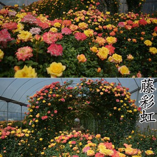 Climbing Vine Rose 50-60cm, Wei Rose, Large Seedlings, Vine