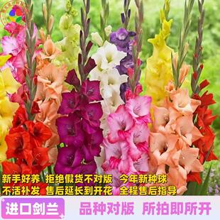 Imported sword seed ball, Acorus tatarinowii seedlings, per