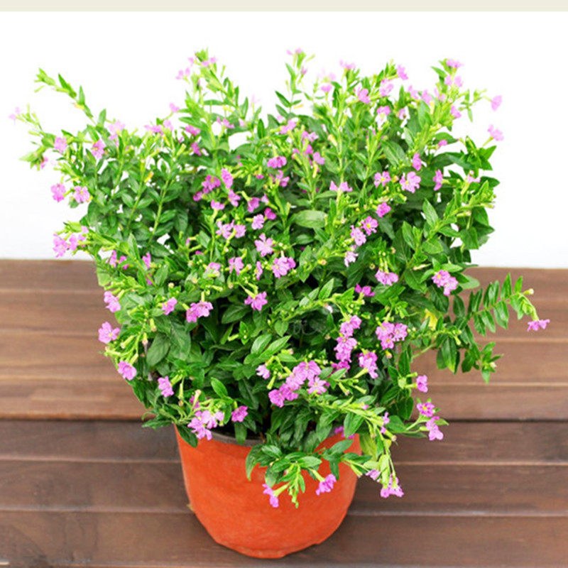 满天星观花盆栽绿植盆景庭院花苗雀花四季细叶萼距花紫雪茄花包邮