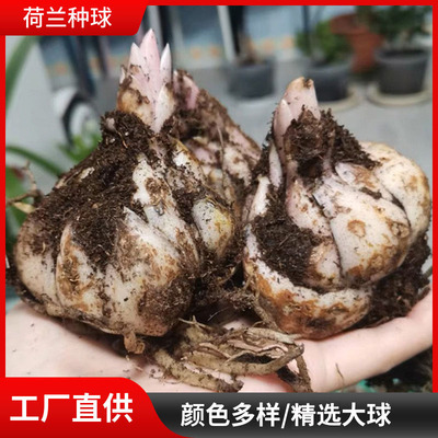 Perfume Lily Bulb Seeds Indoor and Outdoor Potted Plants wi