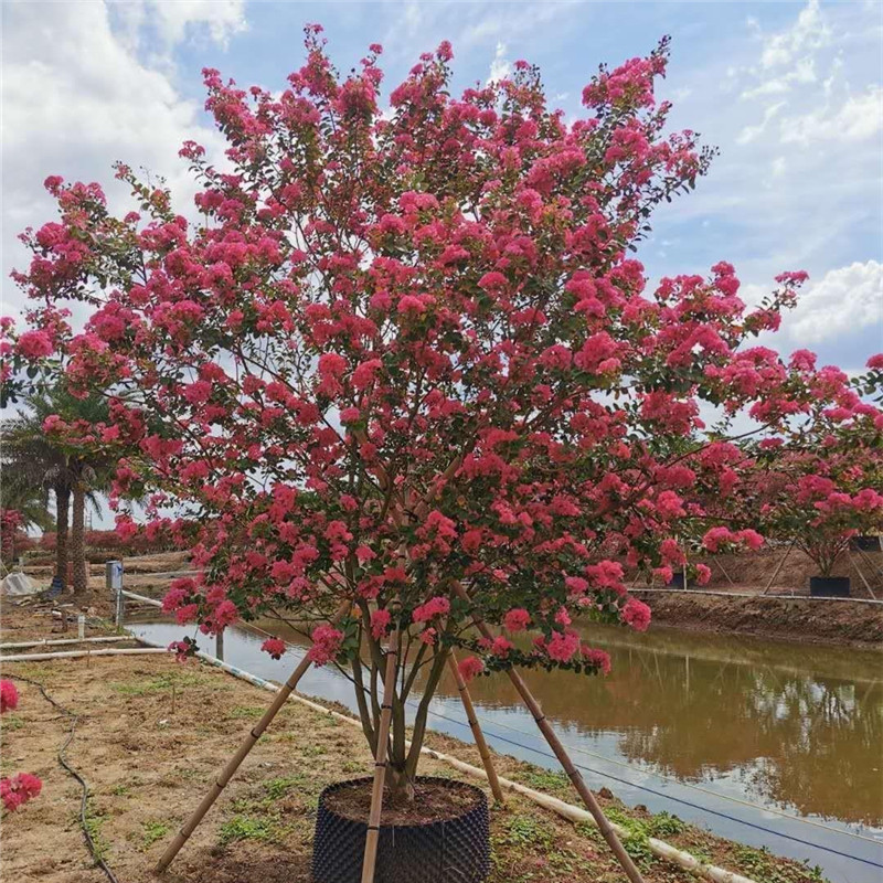 丛生紫薇花树苗庭院种植大型耐寒美国红火箭绿化风景树丛林紫薇树