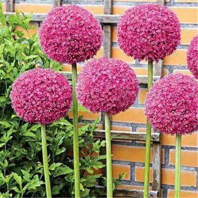 For Sale: Giant Allium Bulbs – Plant All Year Round!恤