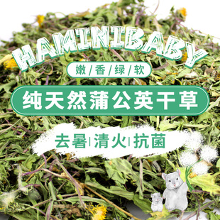 补丁龙猫兔子天竺鼠蒲公英干草软便拉稀肠炎去火利尿主粮食物牧草