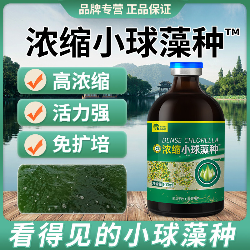 浓缩型小球藻藻种扩培海淡水产养殖水库虾蟹鱼塘肥水小球藻种源