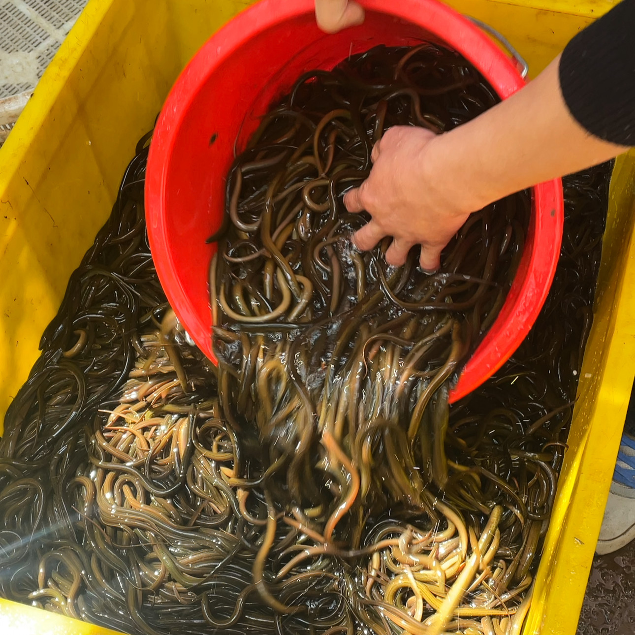 鳝鱼苗鲜活稻田鳝鱼活体四川小黄鳝苗长鱼淡水养殖鳝鱼苗一斤包活