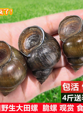 田螺鲜活四川农村野生超大