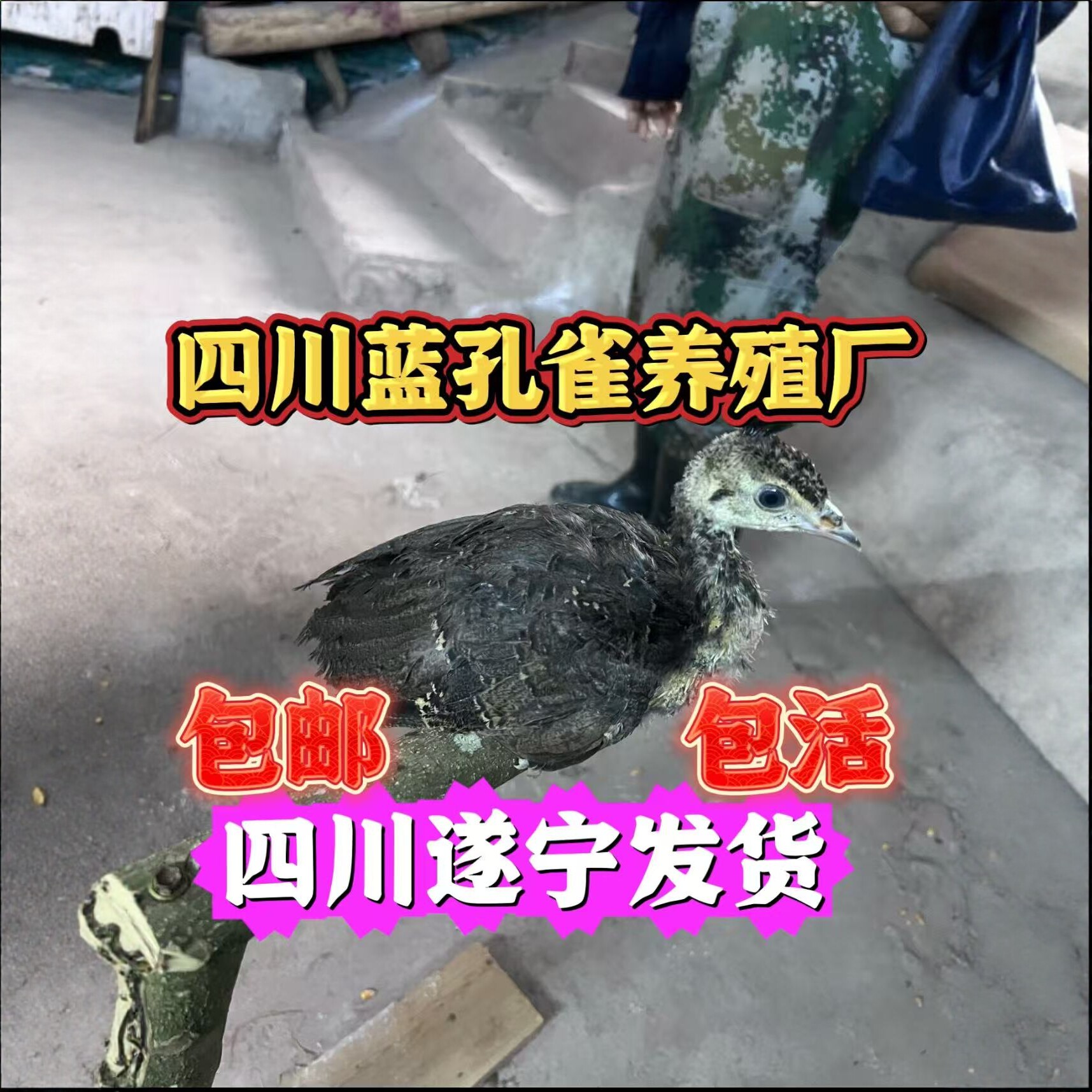 四川蓝孔雀养殖厂/孔雀幼苗60天脱温/家养观赏孔雀种苗/活体孔雀