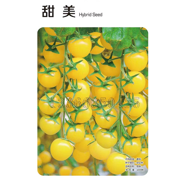 甜美小番茄种子 春播中早熟节间短黄色圆形樱桃小柿子种子口感好