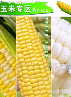 春秋超甜水果玉米专区