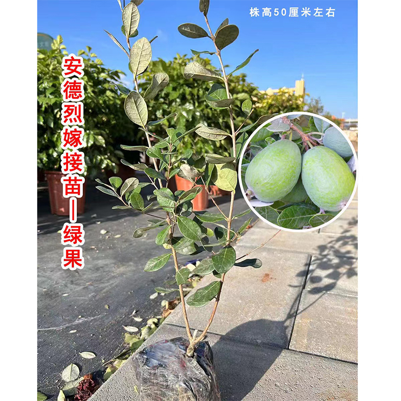 菲油果费约果斐济果嫁接苗 安德烈品种1-2年结果50厘米左右果树苗