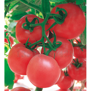 味多美番茄种子 春播早熟粉果水果西红柿种子沙瓤口感好蔬菜种子