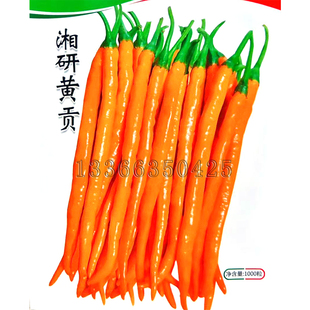 湘研黄贡辣椒种子 春夏播中早熟黄色线椒种子味香辣鲜食酱制加工