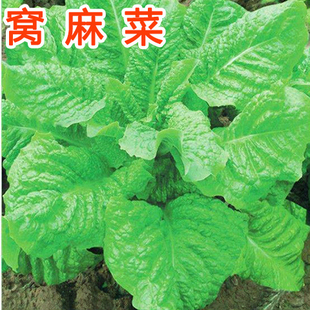 窝麻菜种子 春秋窝鸡菜种子剐剐菜叶用莴苣种子蔬菜种子品质脆嫩