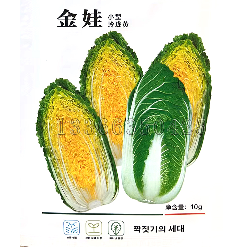 金娃白菜种子 春秋播早熟小型玲珑黄白菜籽耐抽薹口感好蔬菜种子