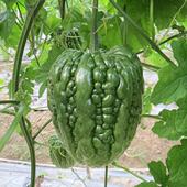 广良2号大顶苦瓜种子 春秋播中早熟粗圆锥凉瓜籽主侧蔓结瓜蔬菜籽