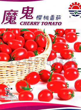 魔鬼樱桃番茄种子 春播中早熟半无限生长型红色圣女果小柿子种子