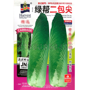 绿帮二包尖白菜种子 秋播晚熟包尖大白菜种子口感好原玉田二包尖