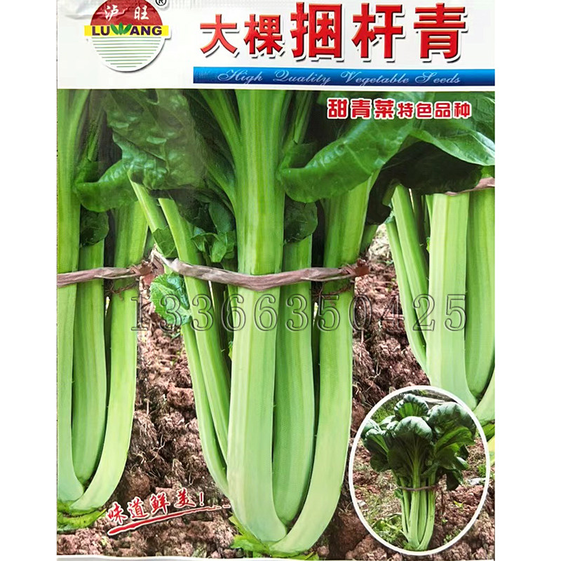 大棵捆杆青菜种子 秋播长柄芥菜籽宜宾芽菜种子牛耳朵甜青菜种子