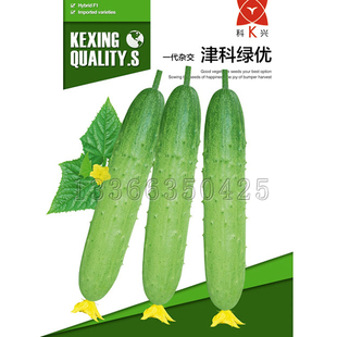 津科绿优黄瓜种子 春秋中早熟浅绿色肉厚质脆味甜青瓜种子蔬菜籽